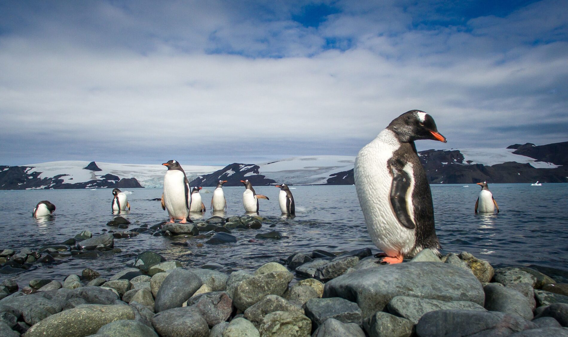 Um grupo de pinguins em uma região da Península Antártica