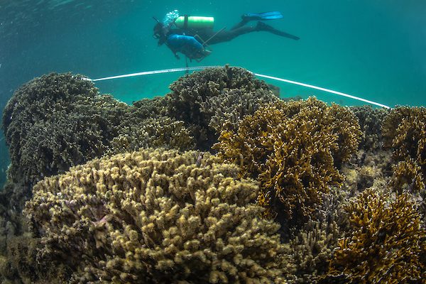 Imagem de mergulhador explorando recifes de coral no fundo do mar.