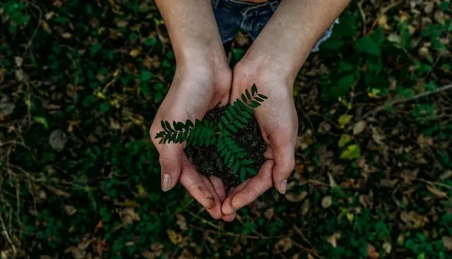 Imagem de uma pessoa segurando uma pequena planta nas mãos.