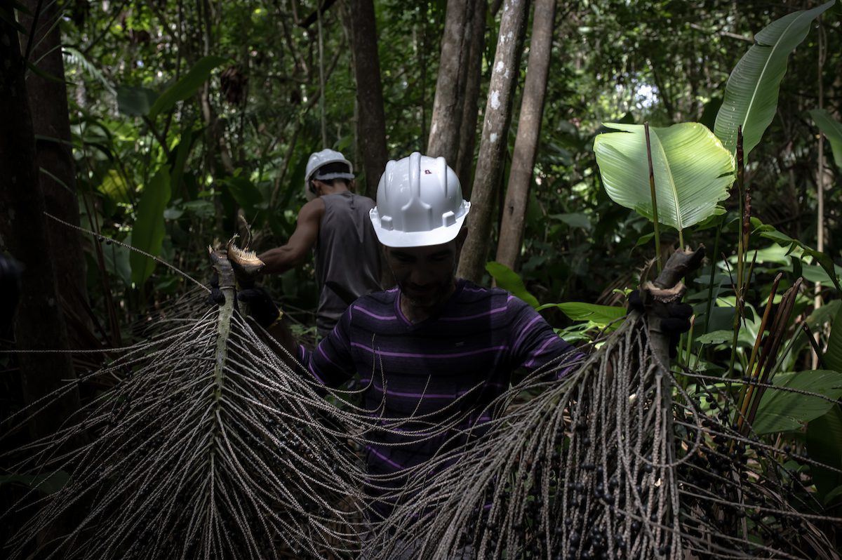 Imagem de um homem com um capacete segurando uma planta.