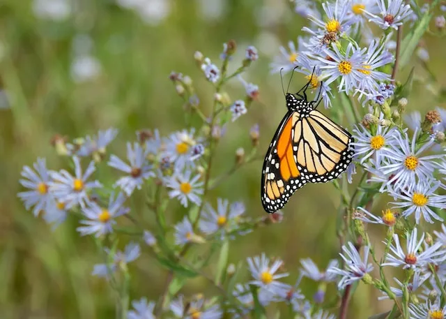 Imagem de uma borboleta-monarca que descansa em uma flor azul.