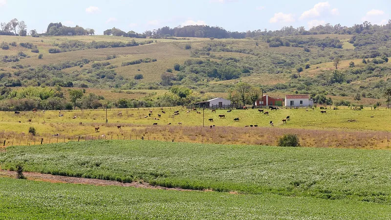 Imagem de um campo grande com vacas pastando.