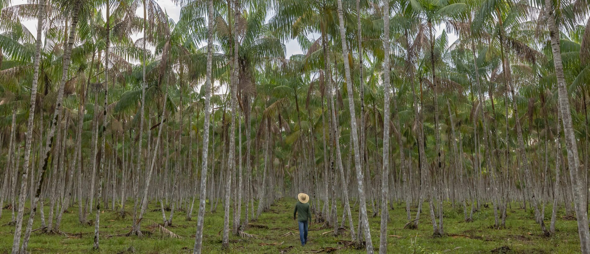 Homem caminho em meio a palmeiras de açaí em uma fazenda no Pará