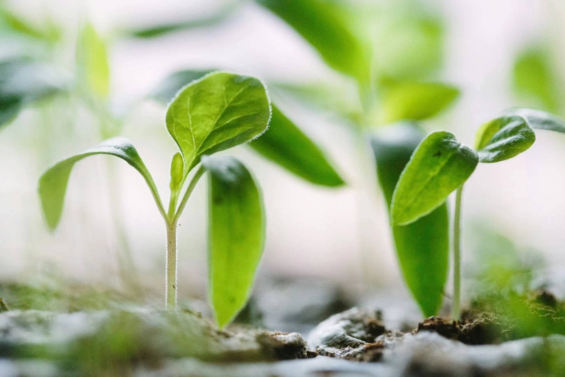 Plantas verdes no solo