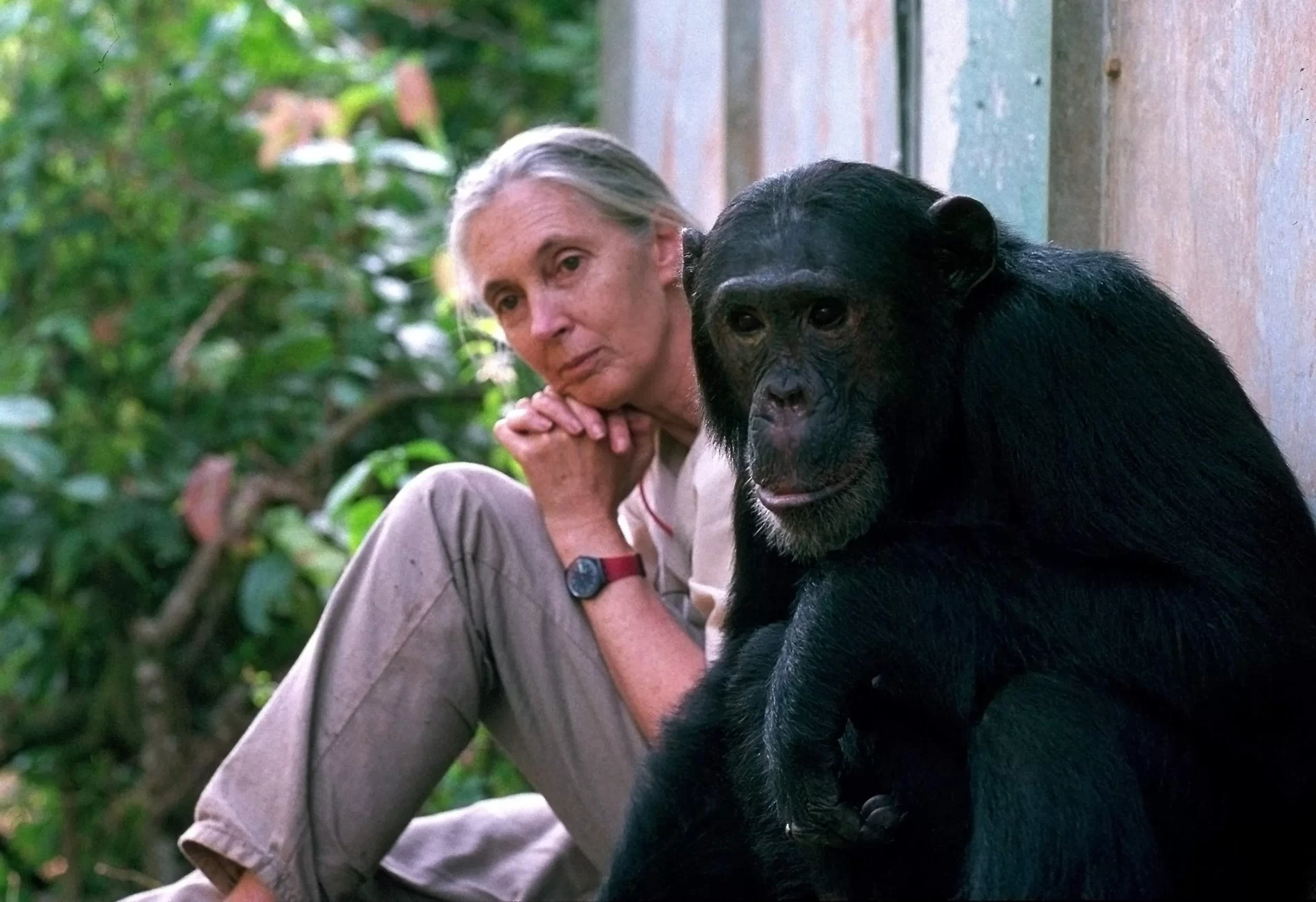 Imagem de Jane Goodall com seu chimpanzé Chimp.