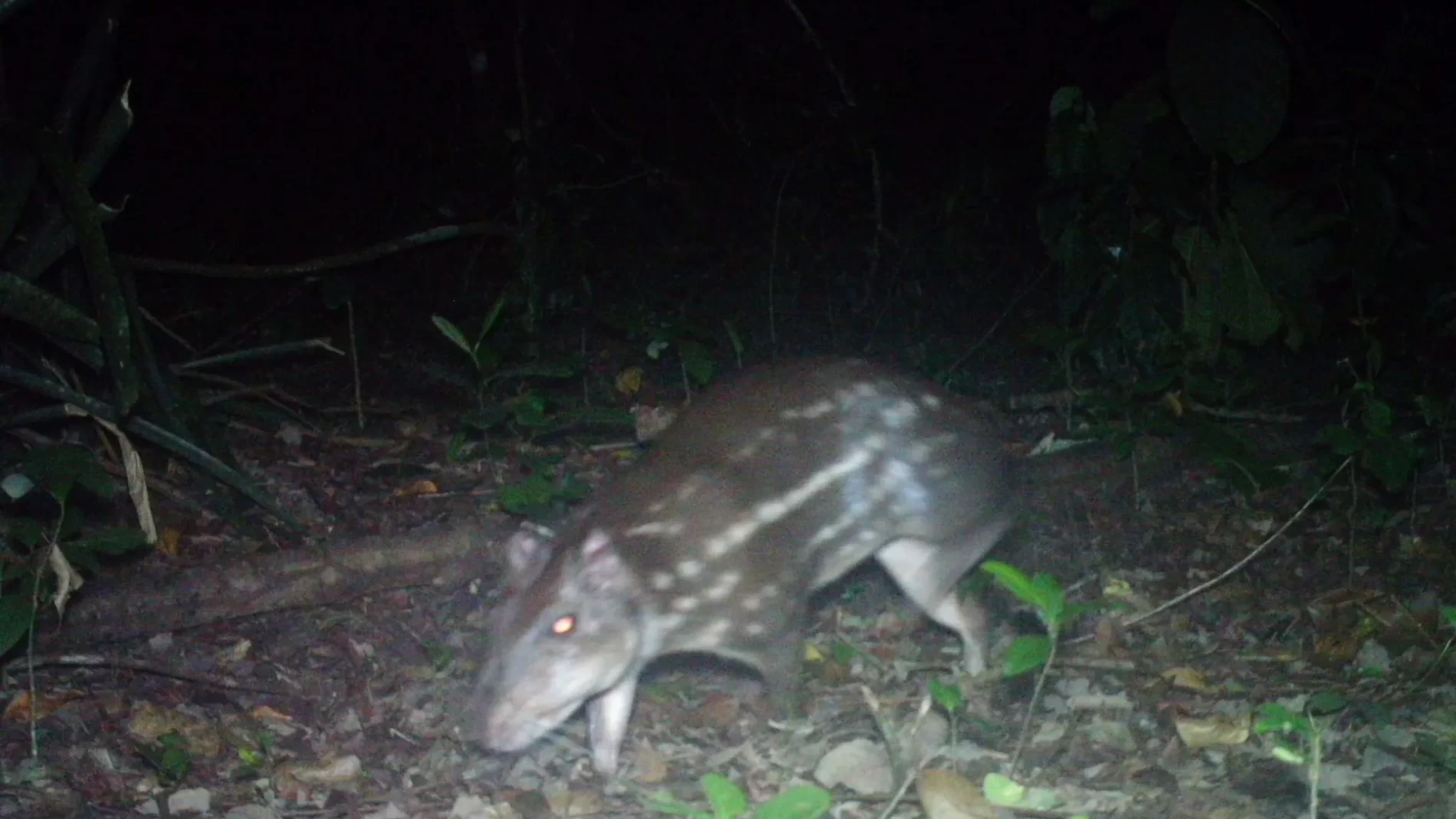 Paca fotografada à noite em uma floresta