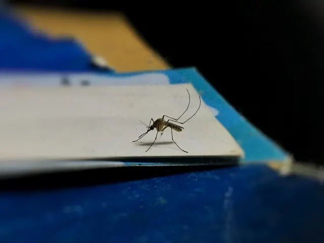 Um mosquito sentado em cima de um pedaço de papel