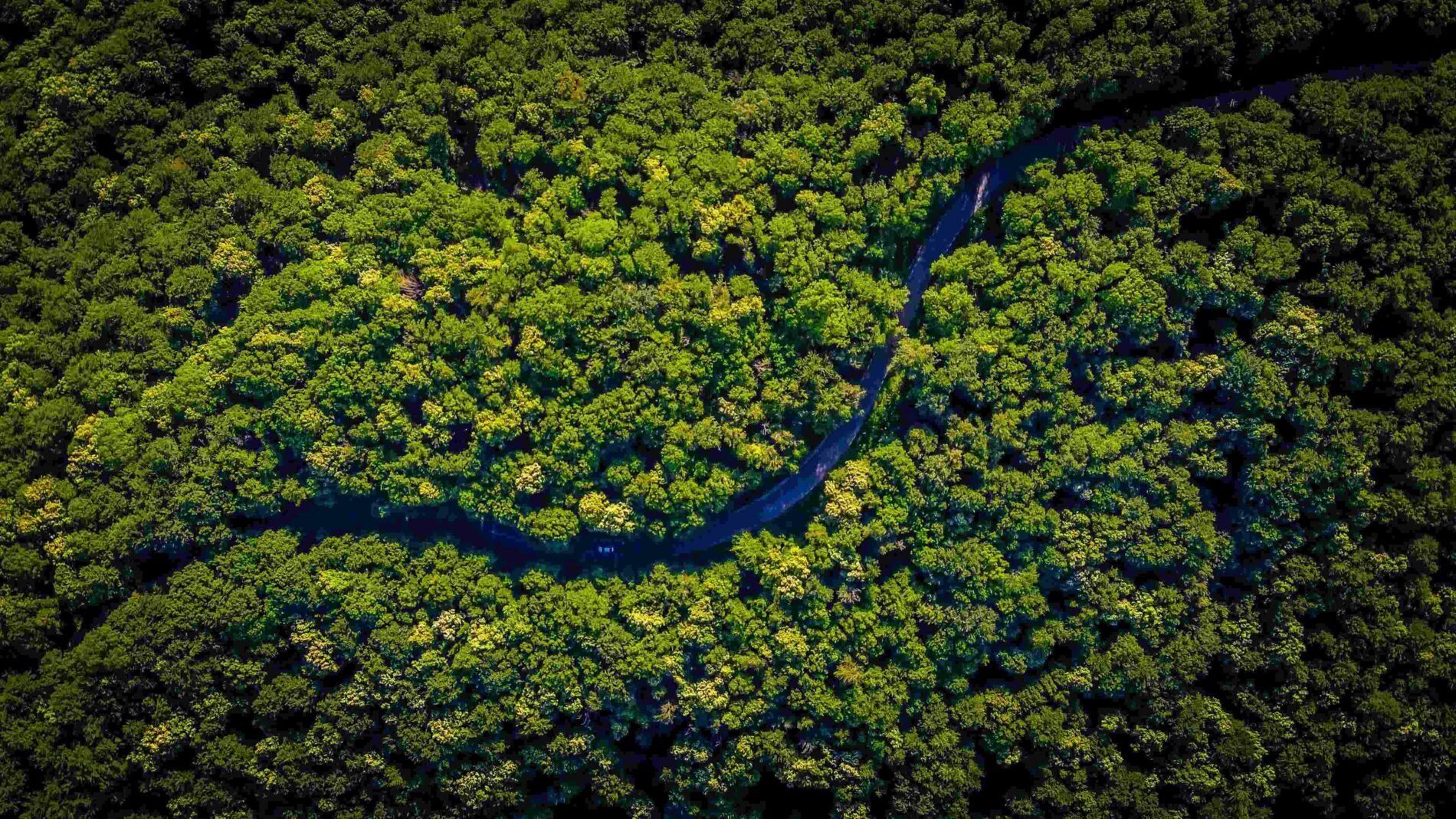 Vista aérea de floresta.