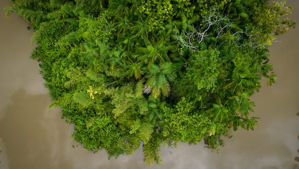 Imagem da vista área de uma floresta circundada por um rio.