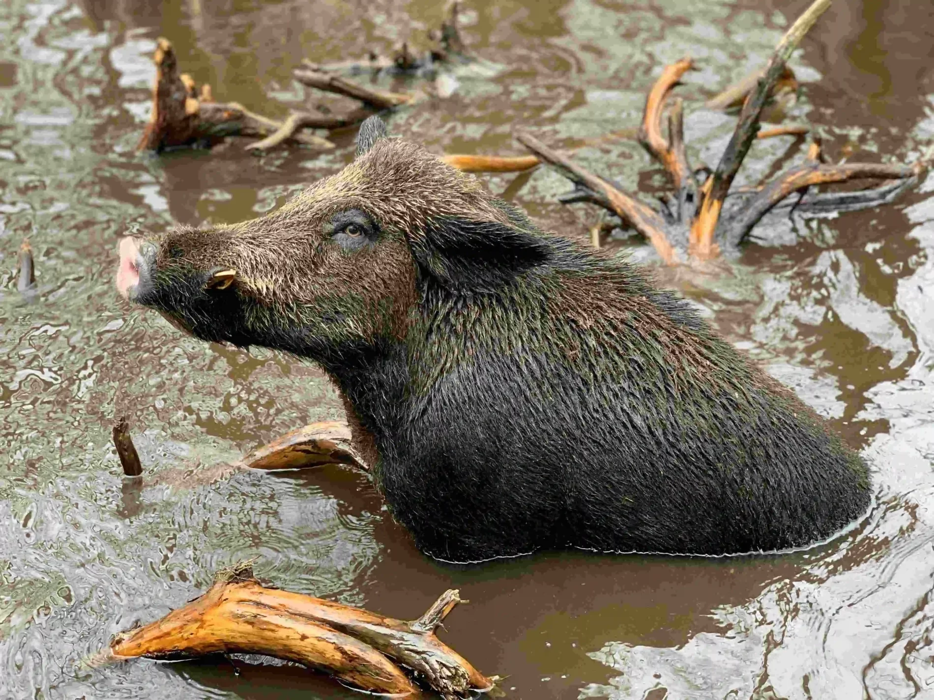 Um javali dentro de um rio marrom durante o dia olhando para cima