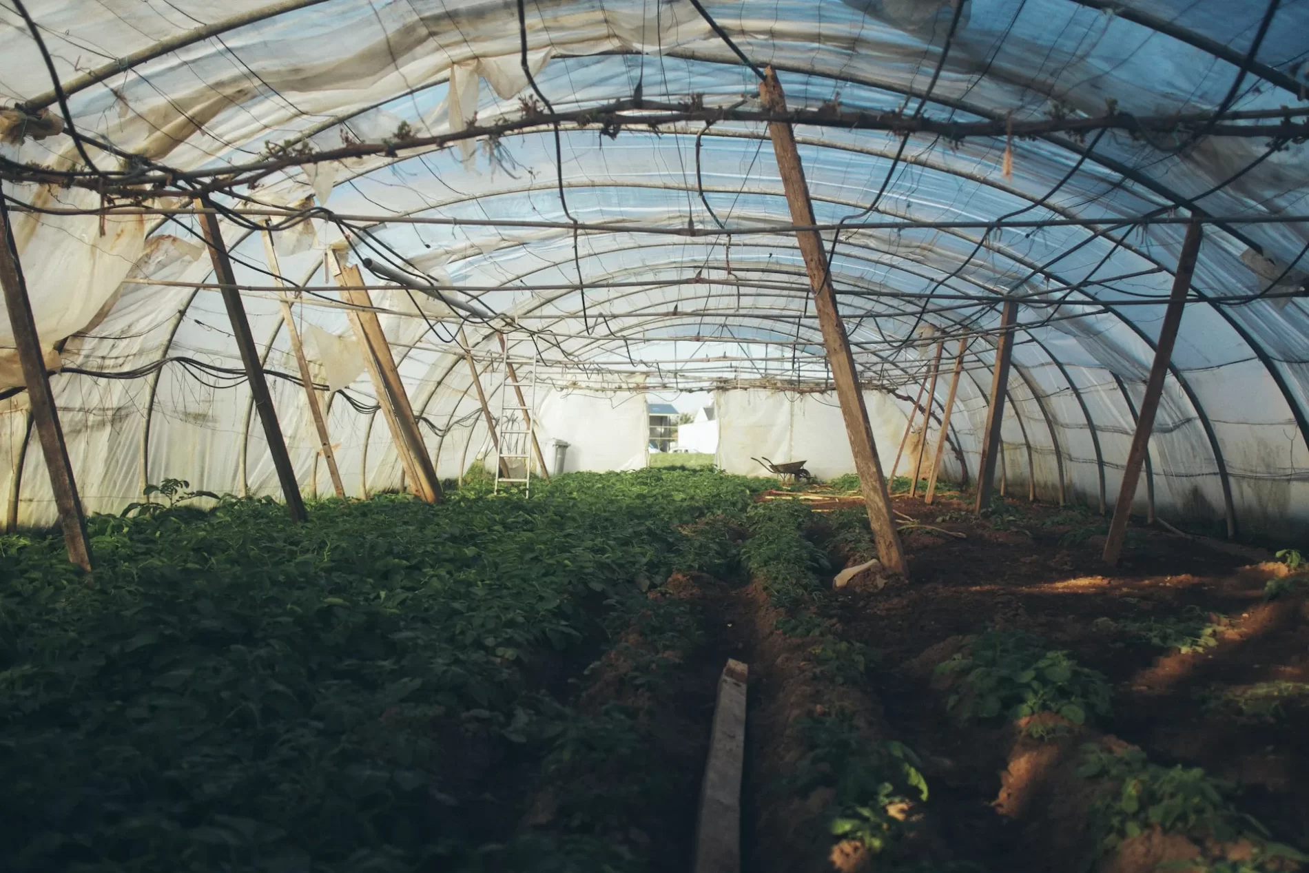 Imagem de uma grande estufa com plantas crescendo dentro.