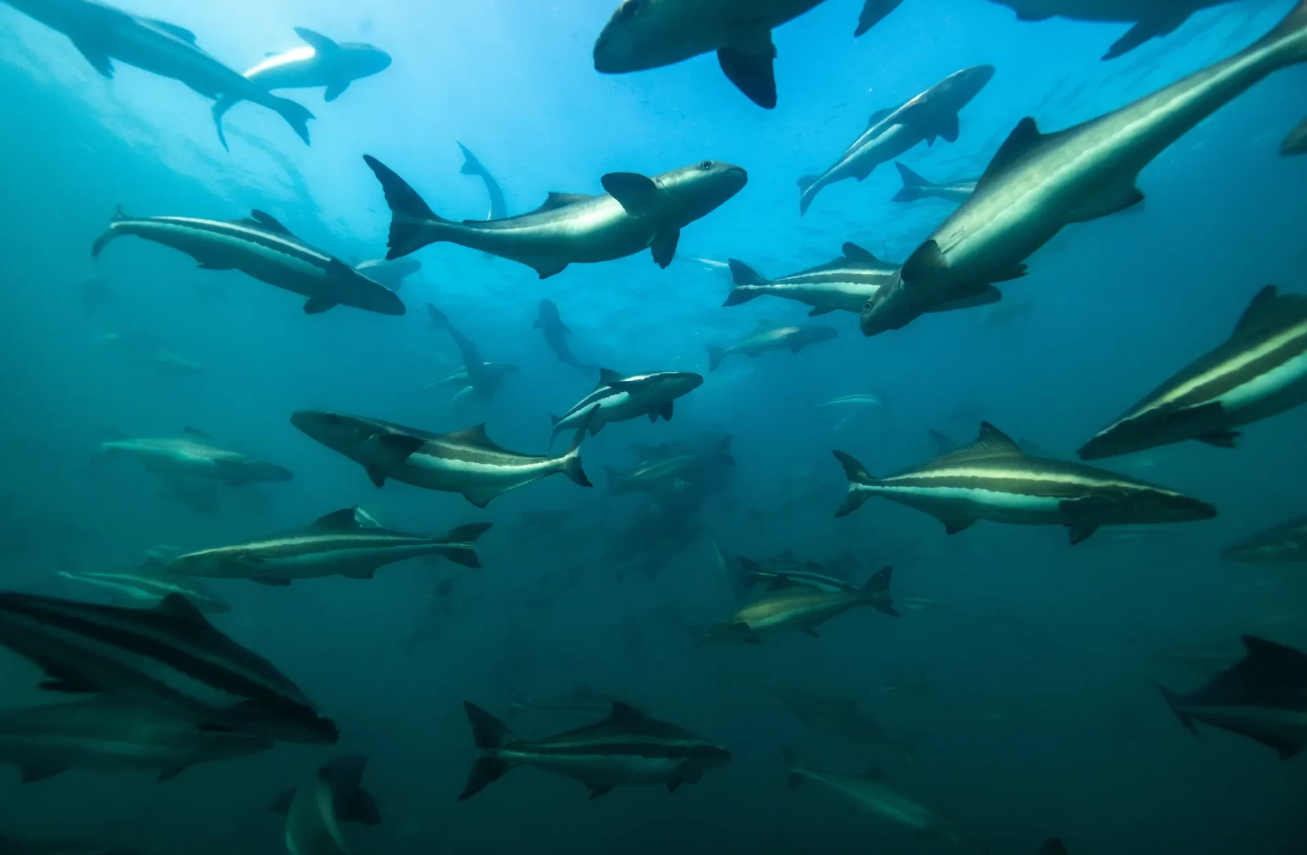 Imagem de um grupo de tubarões nadando no oceano.