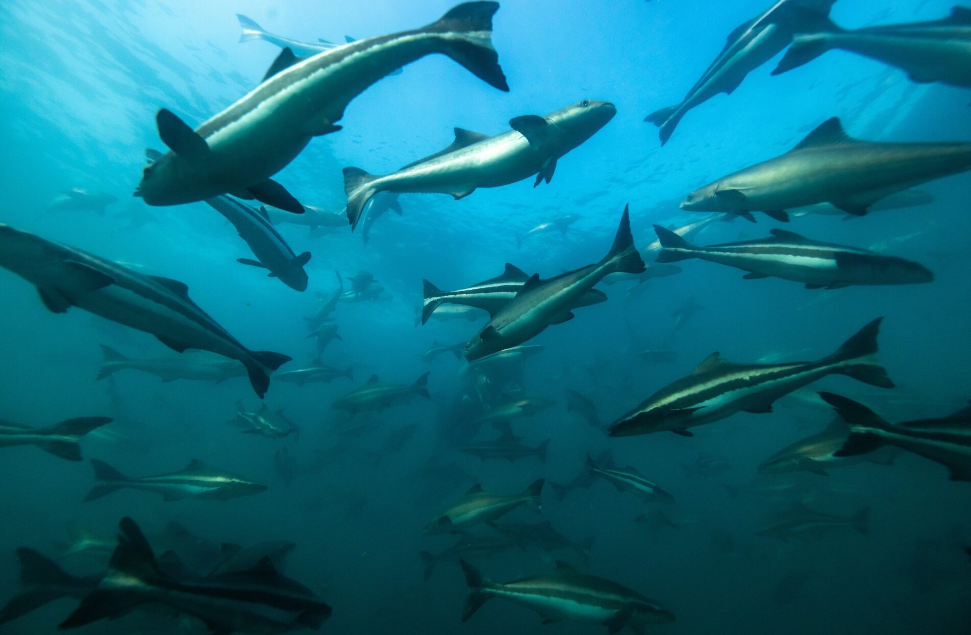 Imagem de um cardume de tubarões nadando graciosamente pelas vastas profundezas do oceano.