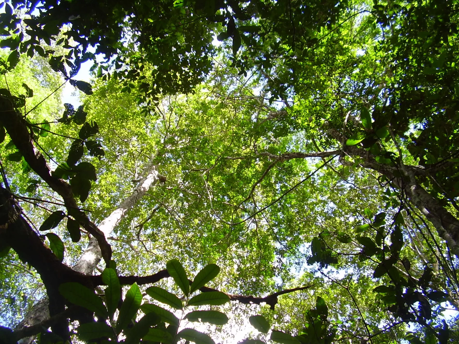 Imagem da vista da copa de uma floresta a partir do solo.