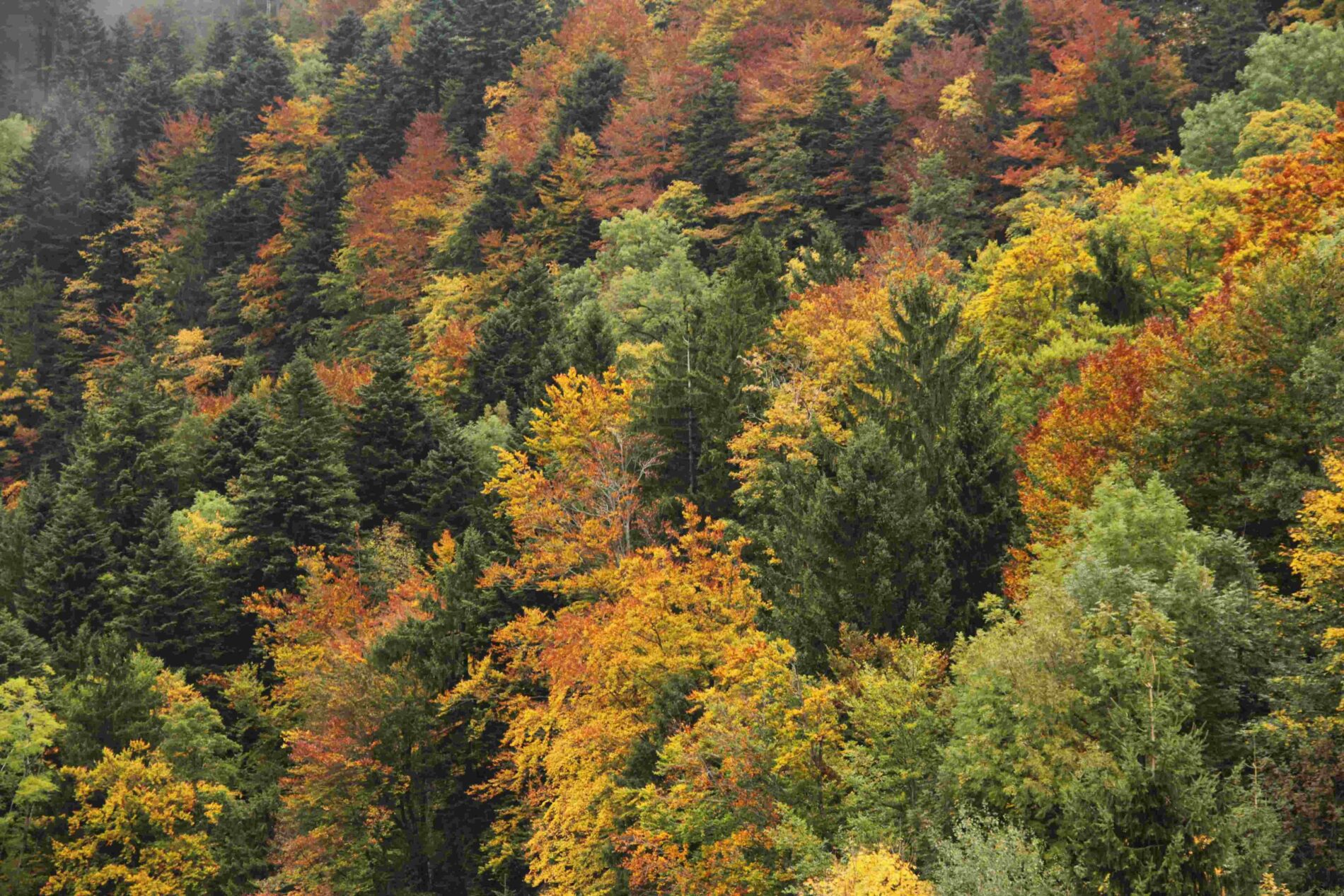 Imagem de floresta com árvores de cores variadas.