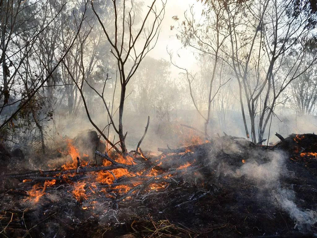 Imagem de um incêndio florestal que queima arbustos próximos a árvores.