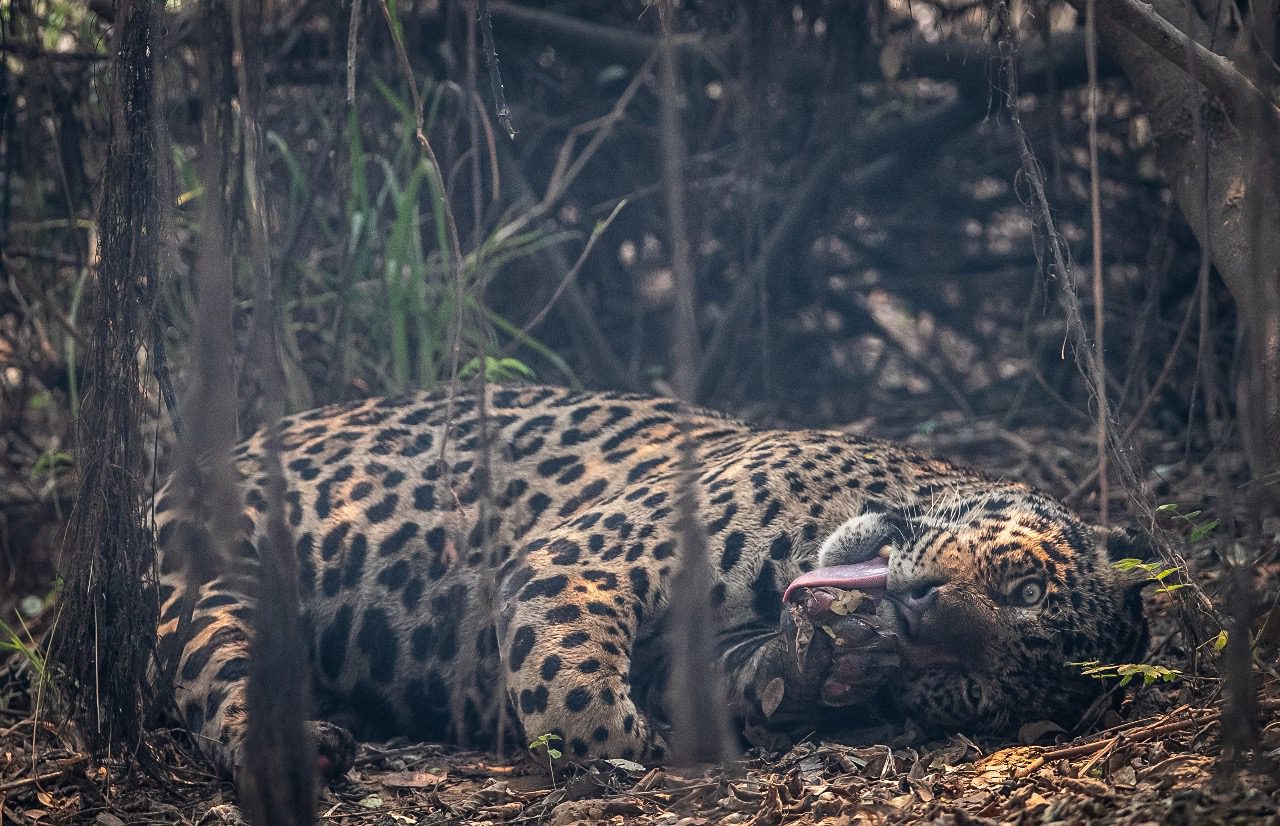 Uma onça descansando na floresta.