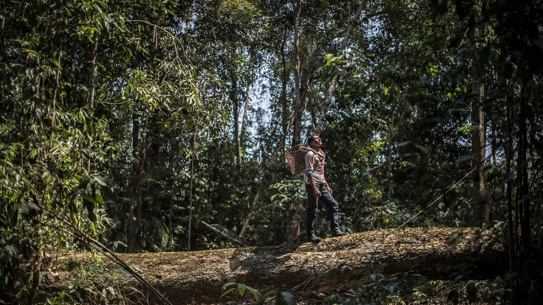 Um homem em pé em uma árvore caída no meio de uma floresta.