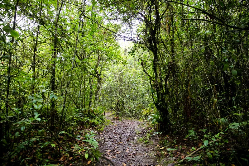 Imagem de caminho no meio da floresta.