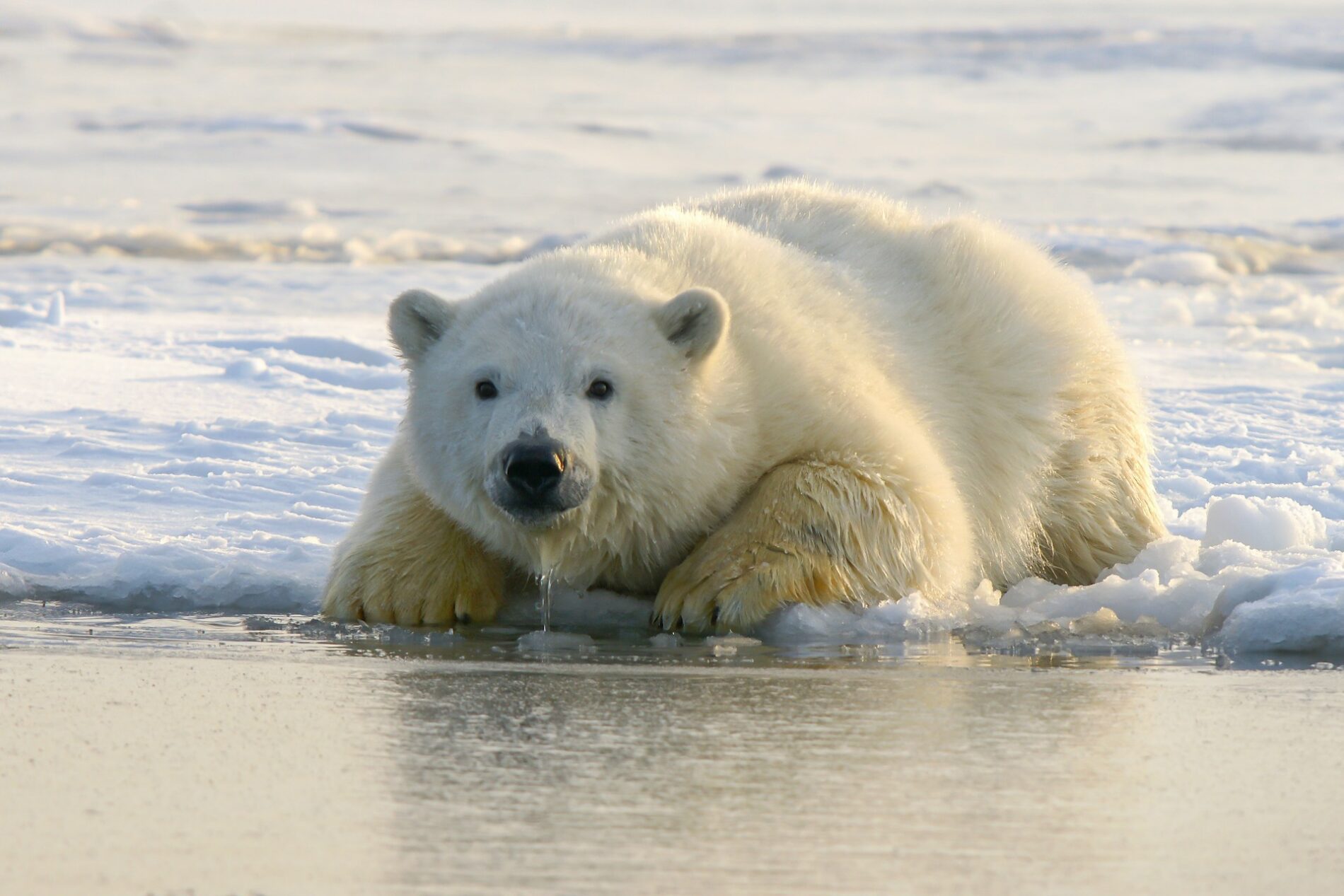 Urso polar na água durante o dia