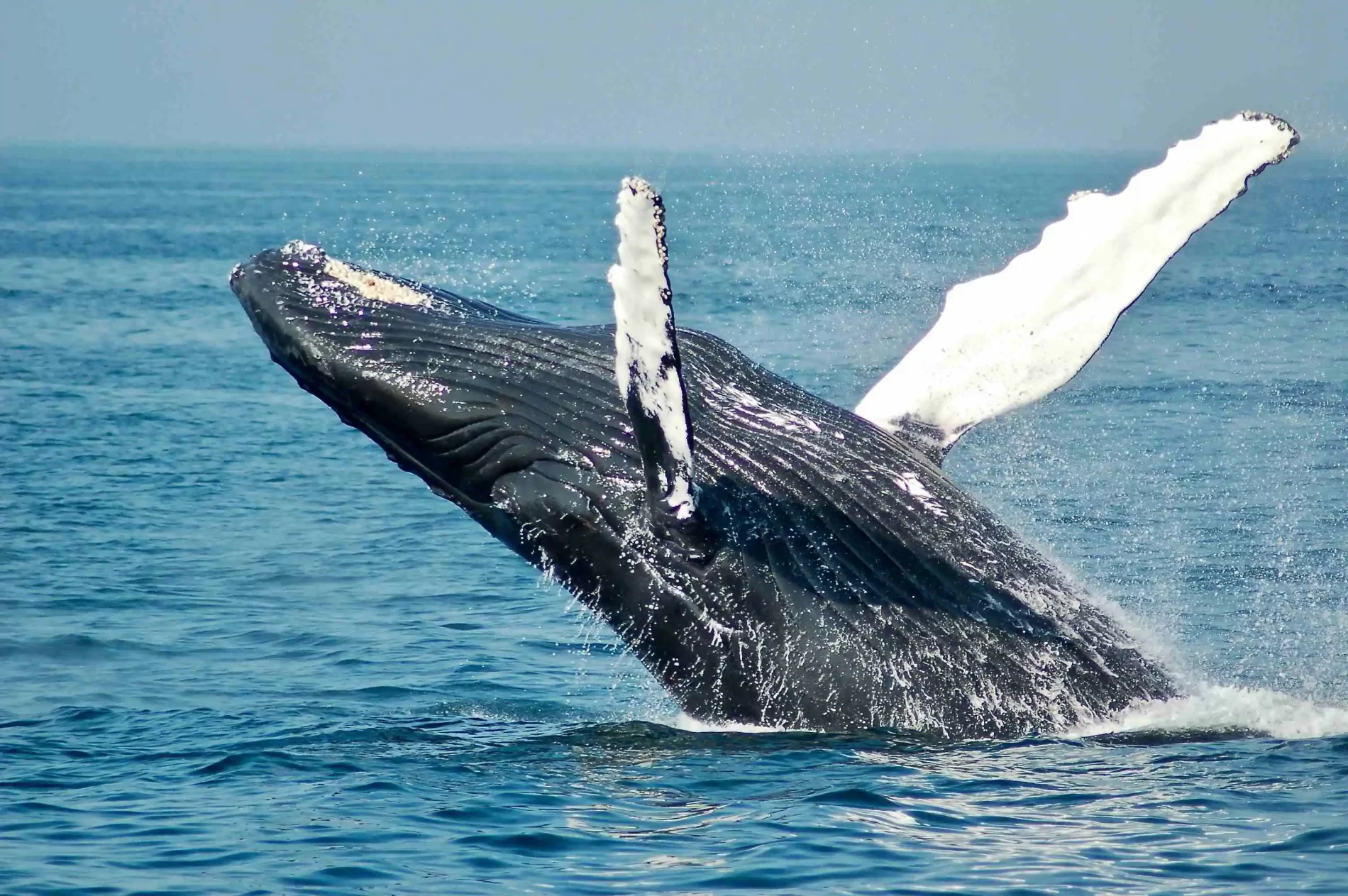 Baleia preta e branca nadando em um mar azul