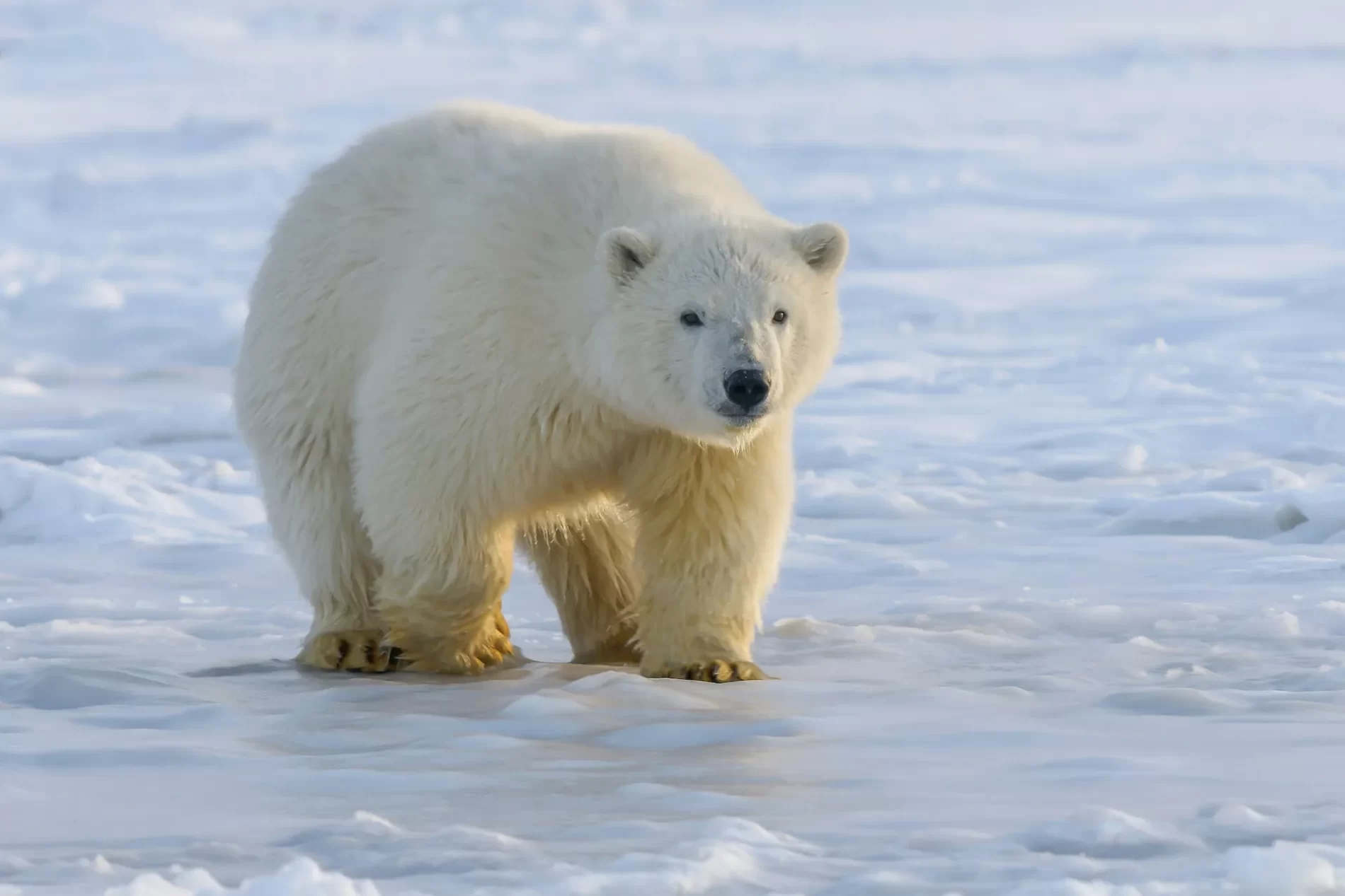 Imagem de um urso polar passeando pela neve.