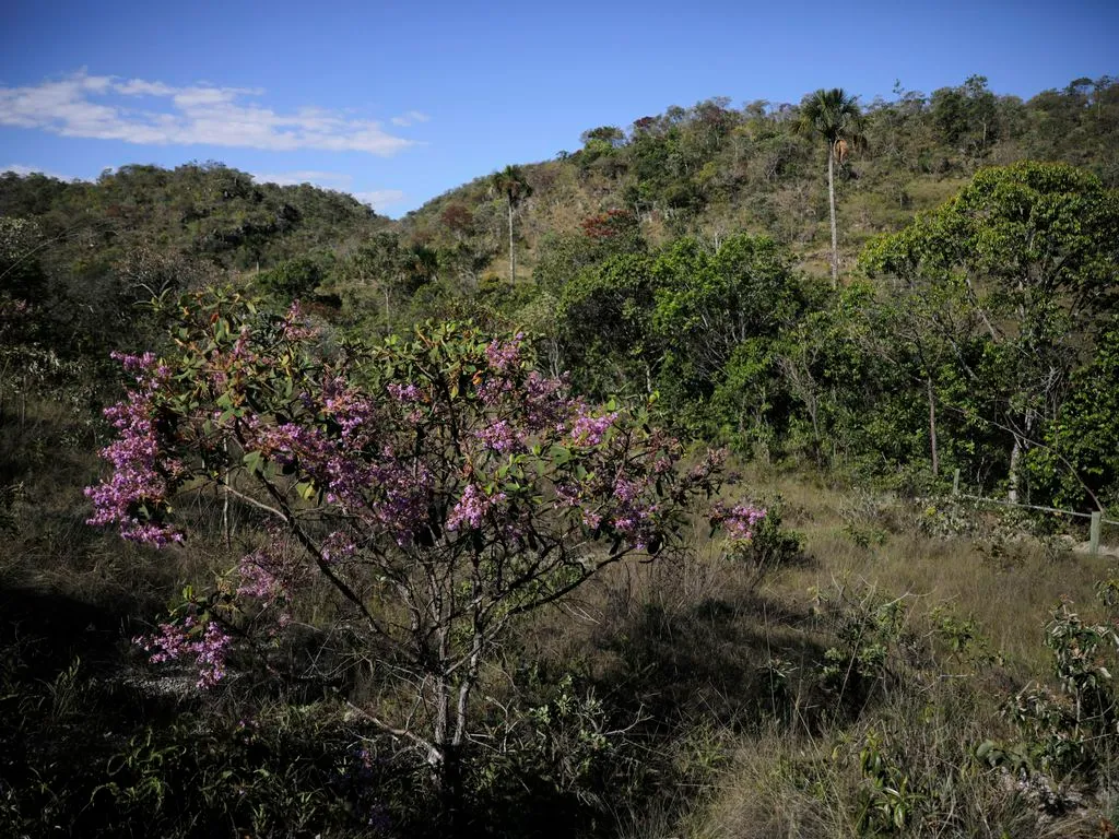 Imagem de arvore com flores roxas no meio de uma floresta.