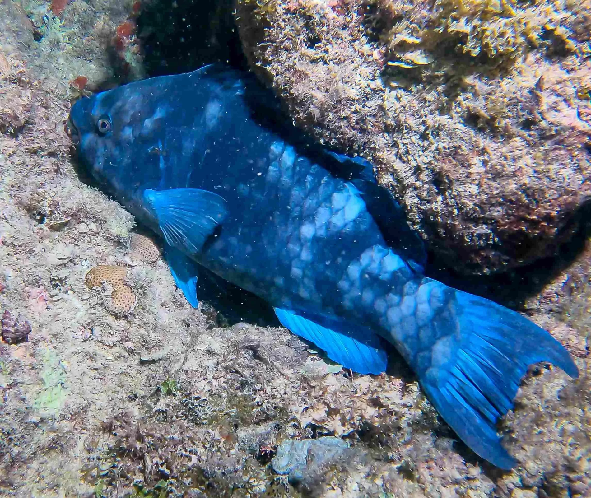 Imagem de um peixe azul escondido sob uma rocha.