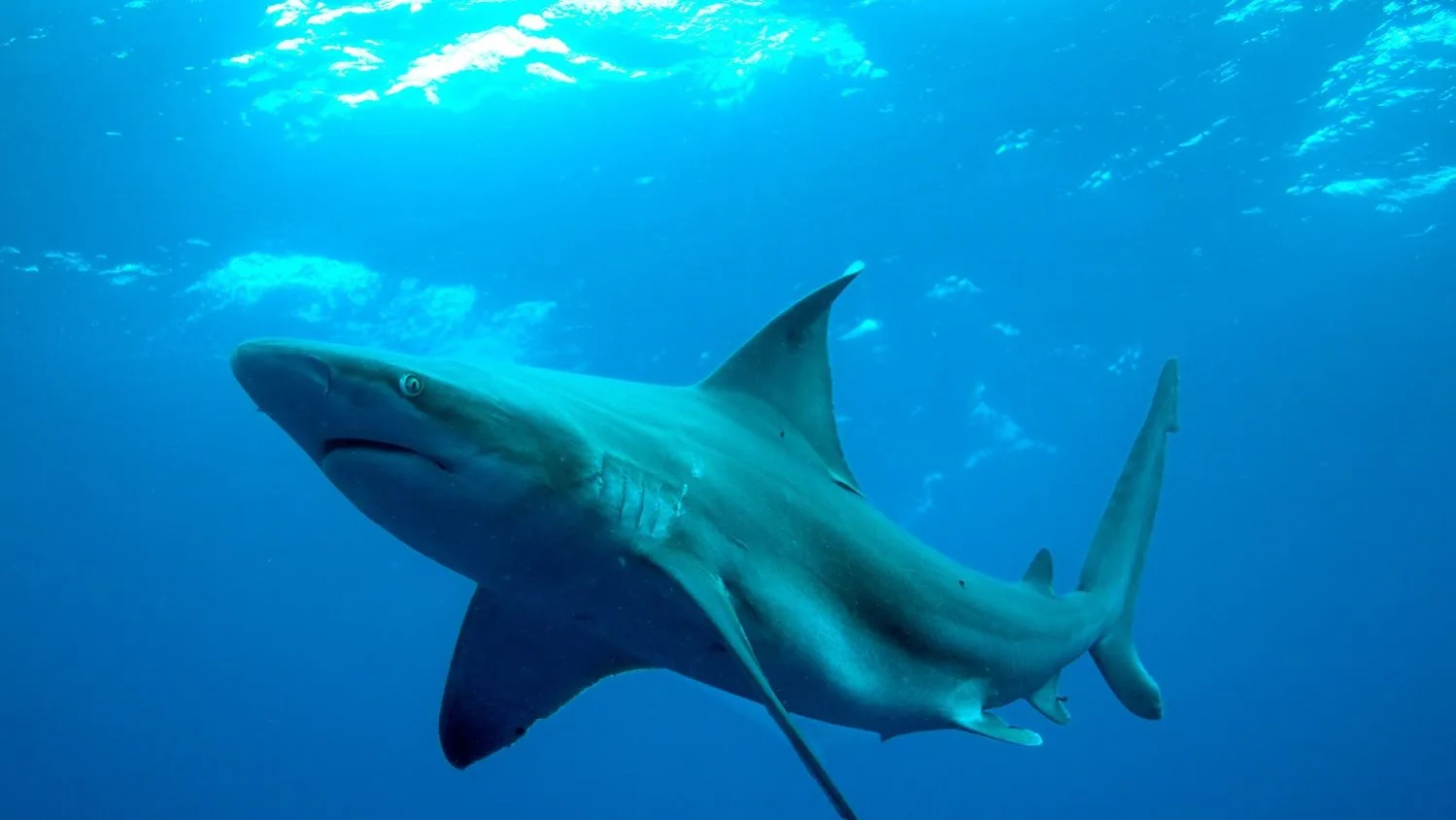 O tubarão-barriga-dágua (Carcharhinus plumbeus) em um fundo de oceano azul