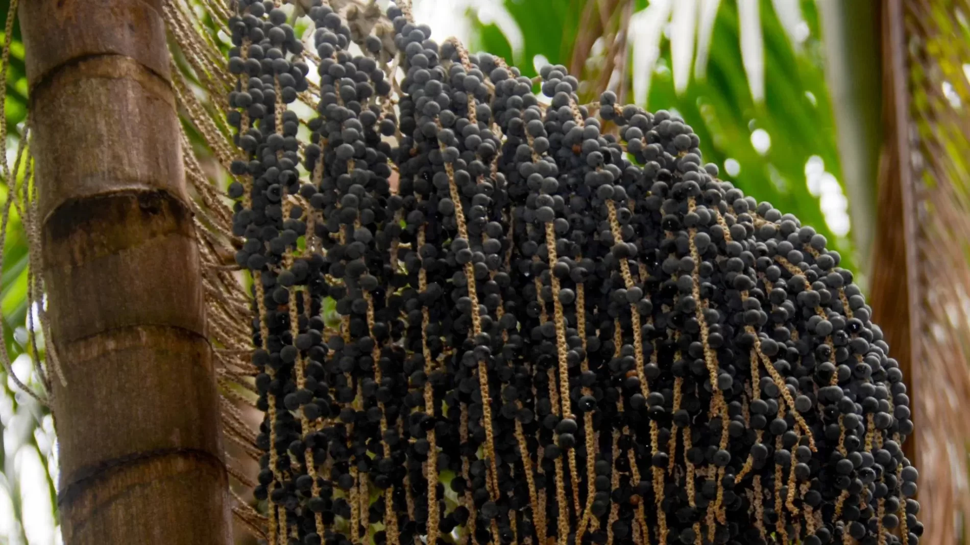 Palmeira de açaí coberta por cachos do fruto