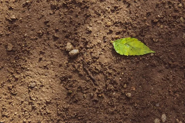 Imagem de uma folha solitária que repousa sobre a terra.