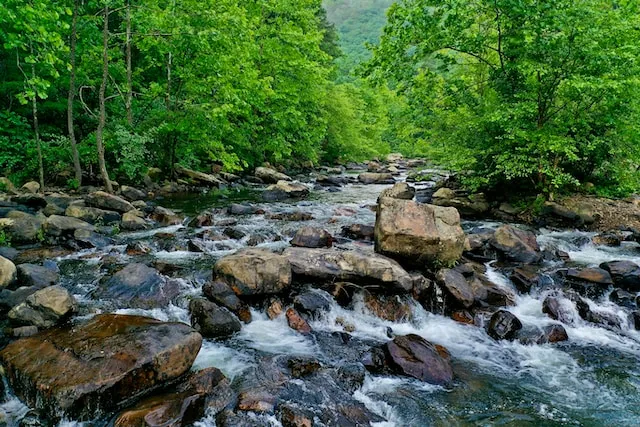 Imagem de um rio fluindo através de uma floresta com rochas e árvores.