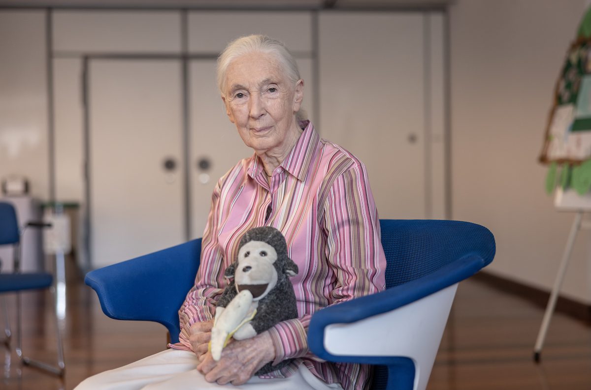 Imagem de Jane Goodall sentada em uma cadeira segurando um macaco de pelúcia