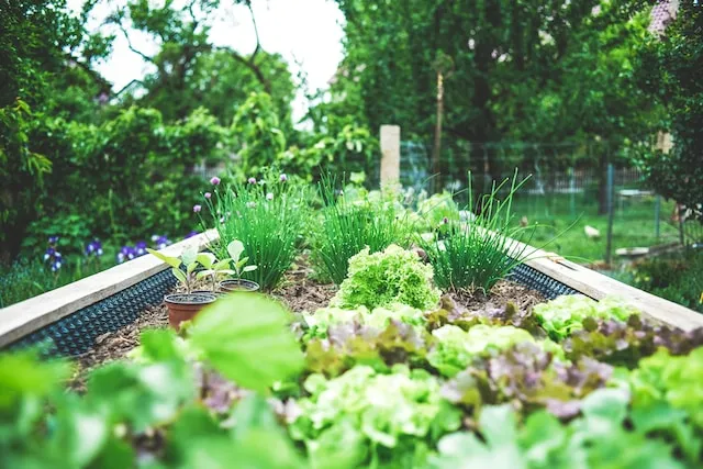 Imagem de uma horta de vegetais em canteiro elevado.