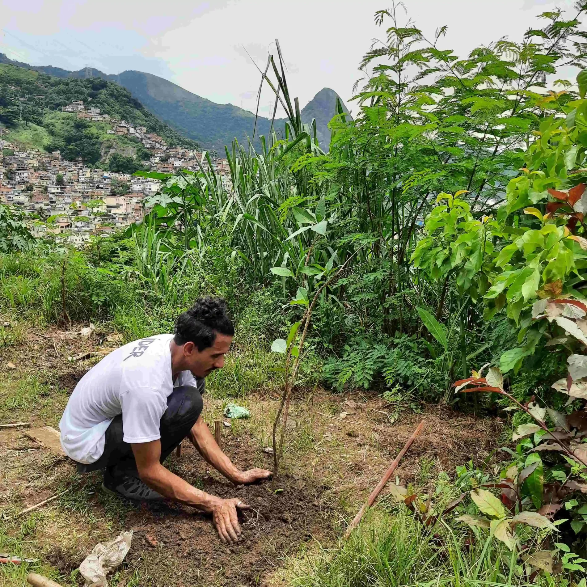 Morro no Rio de Janeiro e uma pessoa plantando uma muda de árvore em área com plantas