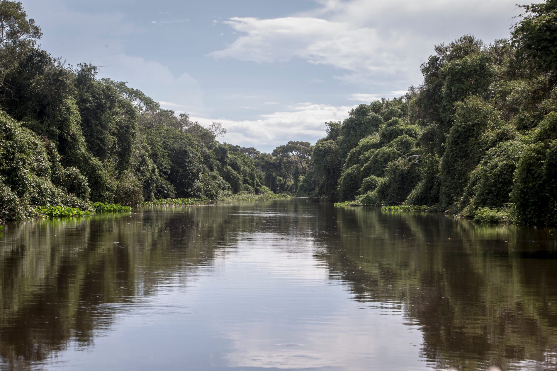 Um rio serpenteando entre árvores e arbustos.