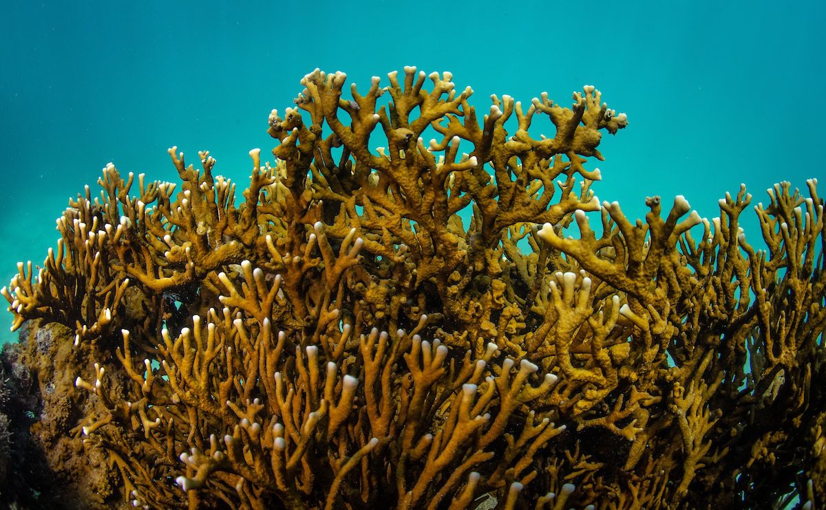 Imagem de um recife de coral com muitos corais pequenos.