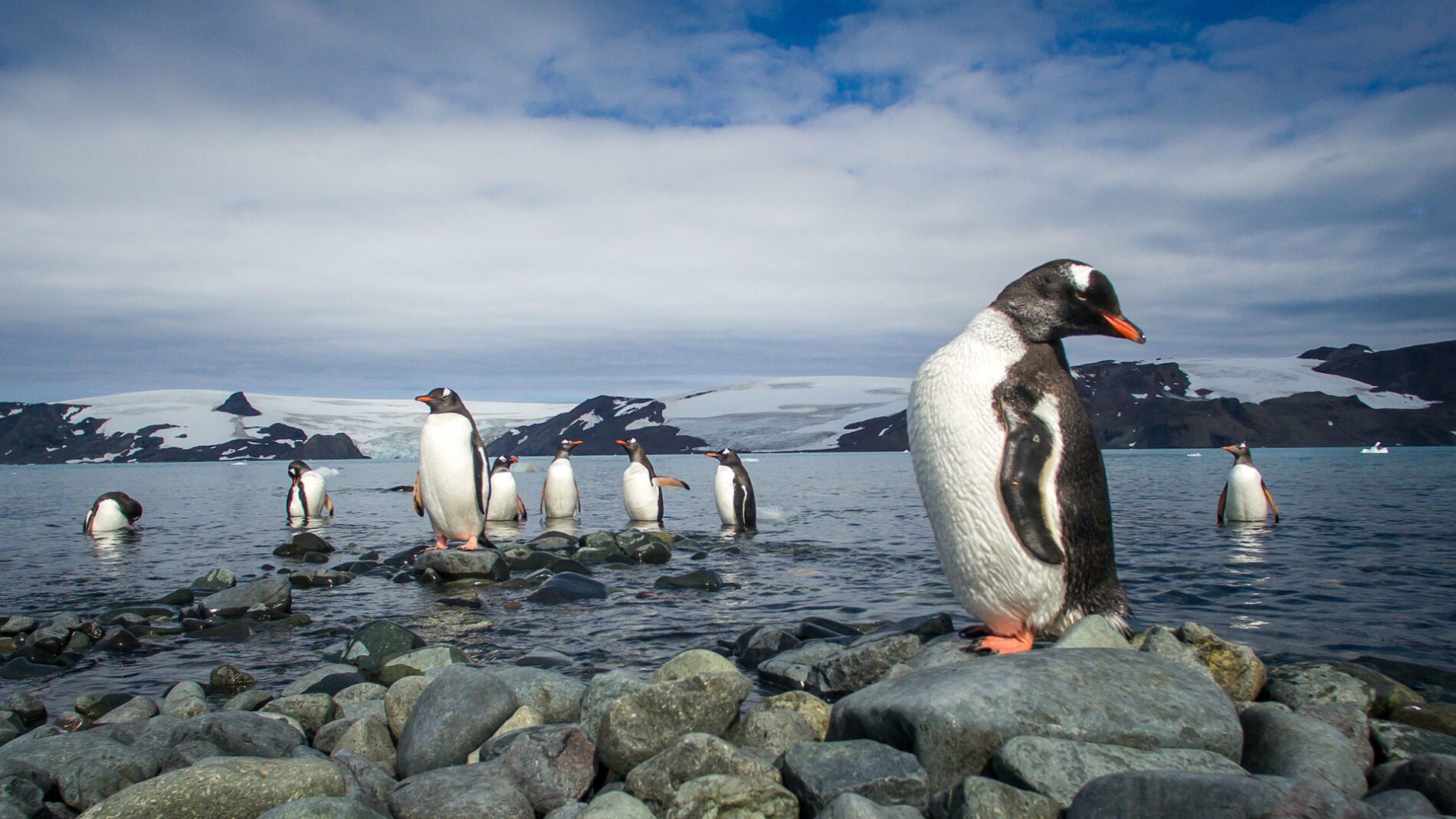 Pinguins em pé sobre rochas na água com montanhas ao fundo.