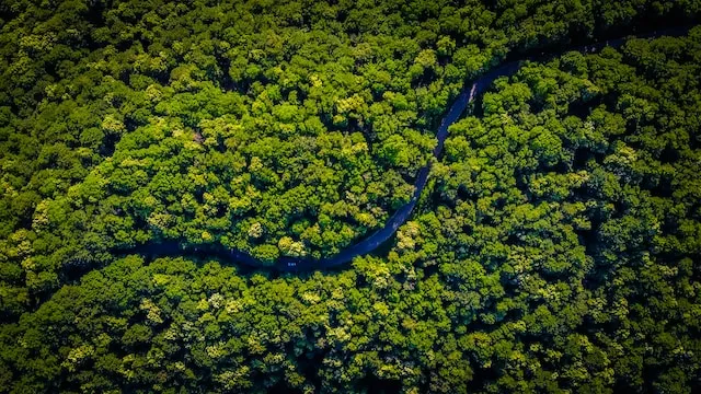 Imagem de uma vista aérea de um rio no meio de uma floresta.