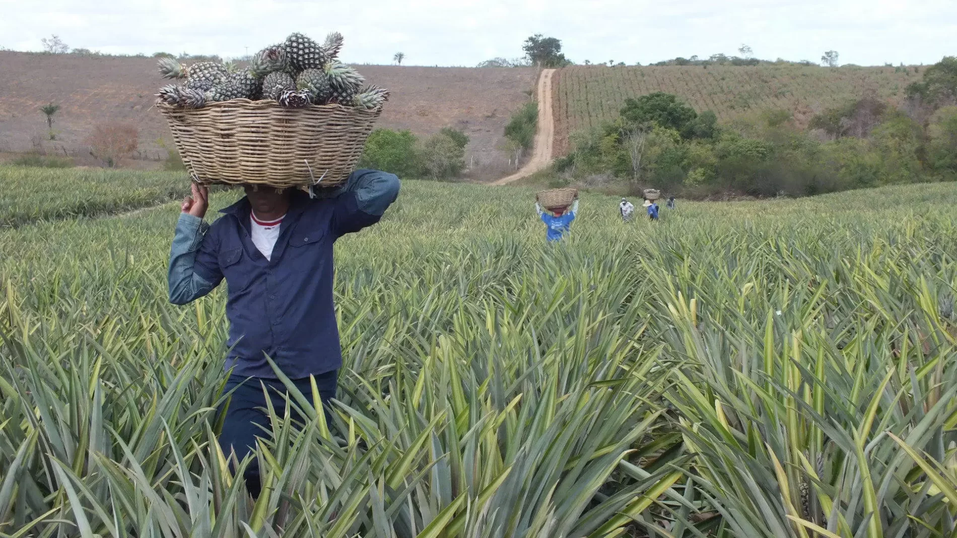 Agricultor carrega na cabeça uma cesta com abacaxis no semiárido baiano