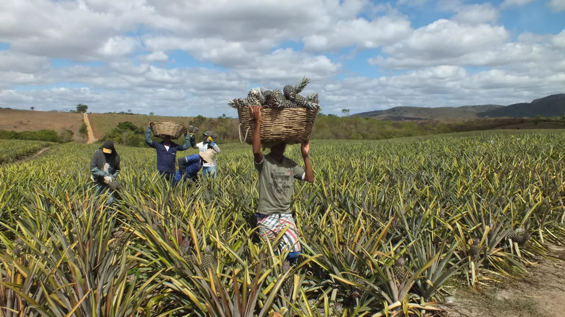 Imagem de pessoas carregando cestas de abacaxis em um campo.