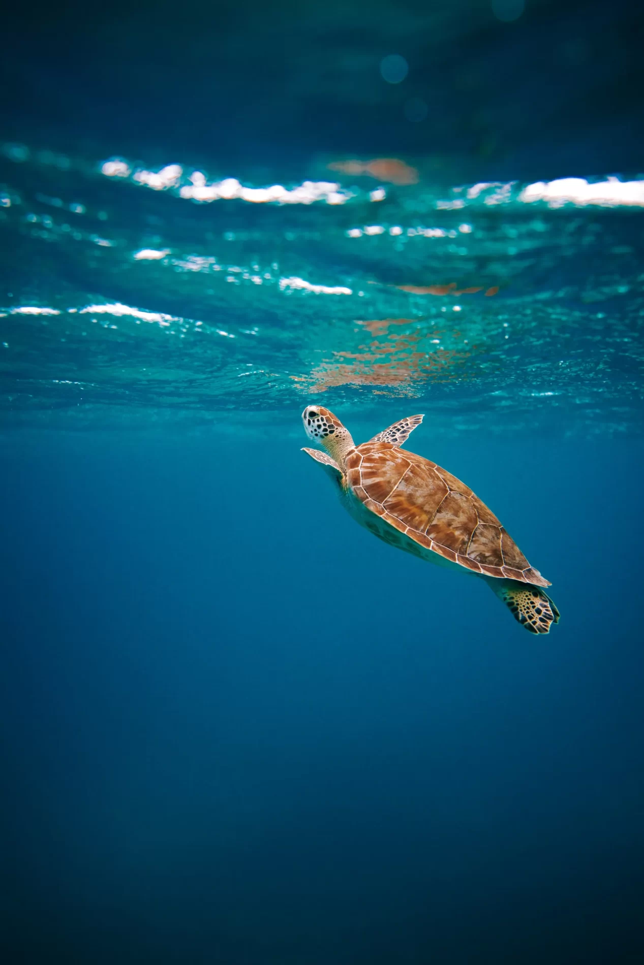 Imagem de uma tartaruga nadando no oceano.