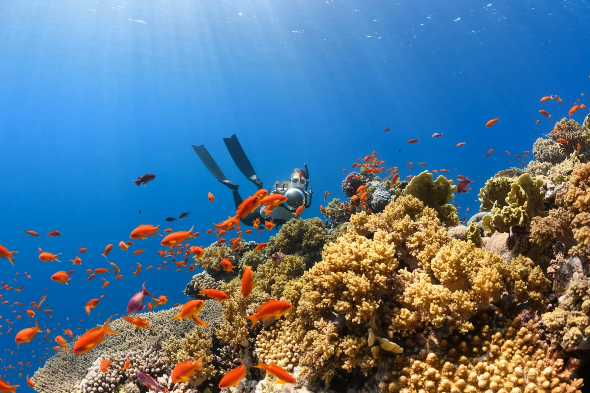 Peixes vermelhos nadando ao redor de um recife de coral com uma mergulhadora ao fundo