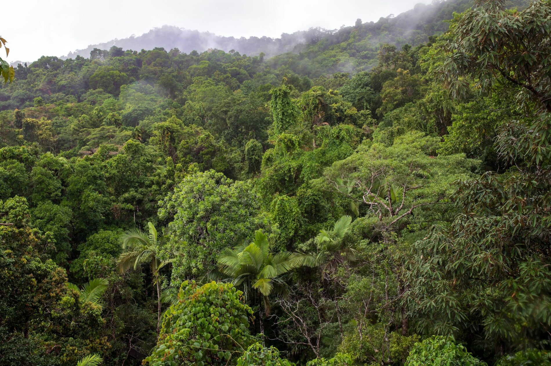 Árvores verdes na montanha durante o dia